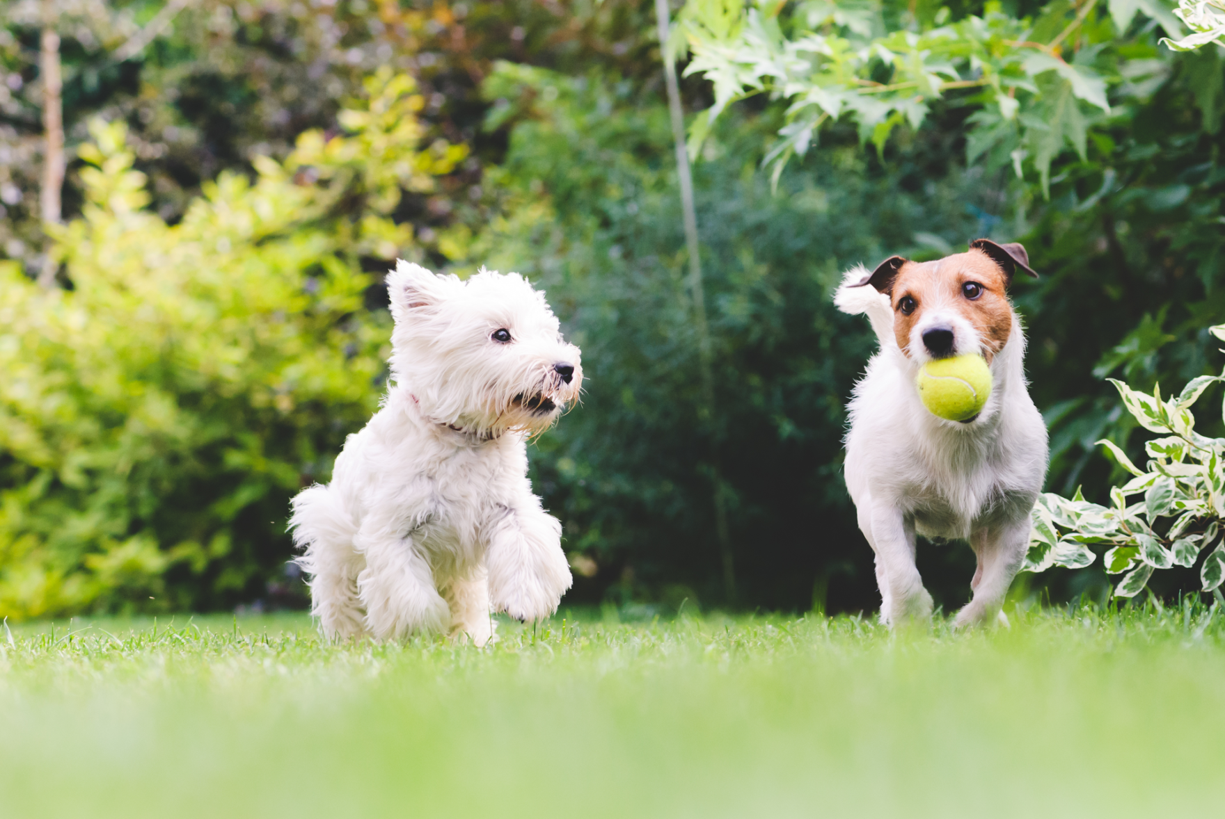 The Dog Spot Sues Two East Nashville Facebook Group Members for Libel